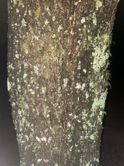 Fraxinus caroliniana