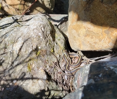 Thamnophis elegans terrestris