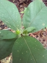 Ruellia caroliniensis