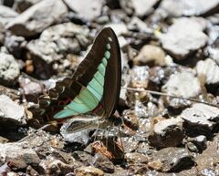 Graphium choredon