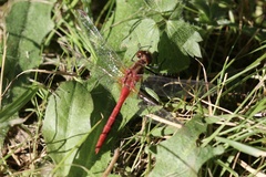 Sympetrum pallipes