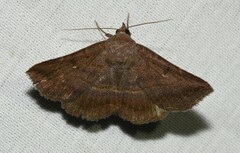 Lesmone detrahens