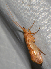Limnephilus indivisus