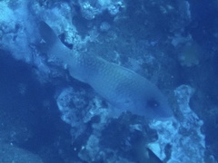 Parupeneus insularis