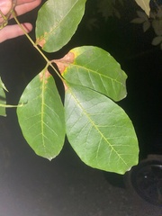 Fraxinus caroliniana
