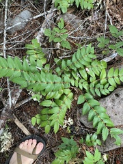 Berberis nervosa