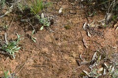 Diplacodes bipunctata