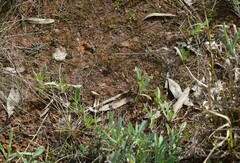 Diplacodes bipunctata