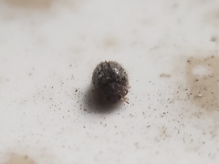 Rhyzobius lophanthae