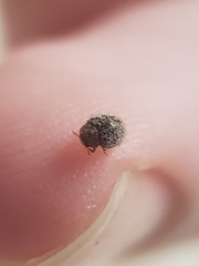 Rhyzobius lophanthae