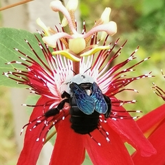 Xylocopa abbotti
