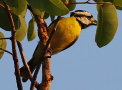 Northern Shriketit photo 3