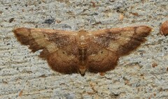 Idaea demissaria