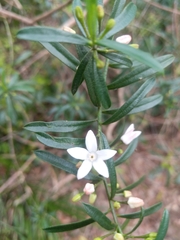 Philotheca hispidula