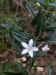 Philotheca hispidula