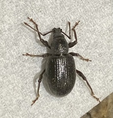Otiorhynchus meridionalis