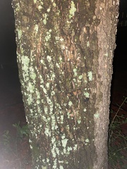 Fraxinus caroliniana