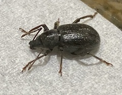 Otiorhynchus meridionalis