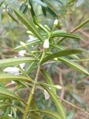 Philotheca hispidula