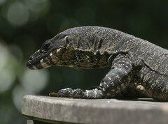 Varanus varius
