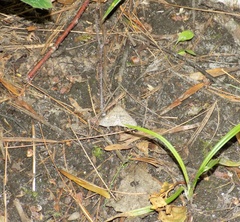 Renia flavipunctalis