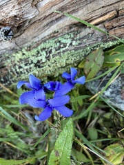 Gentianopsis barbellata