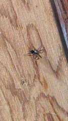 Scotophaeus blackwalli