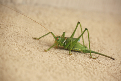 Neobarrettia spinosa