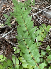 Berberis nervosa