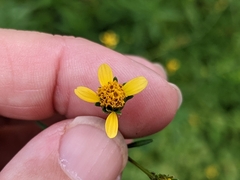Bidens bipinnata