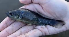 Dormitator maculatus