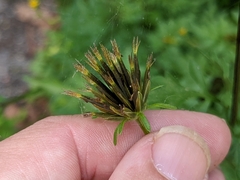 Bidens bipinnata