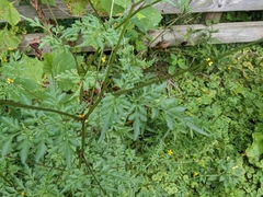 Bidens bipinnata