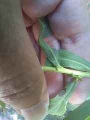 Asteromyia carbonifera