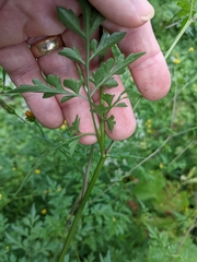 Bidens bipinnata