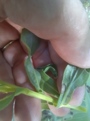 Asteromyia carbonifera