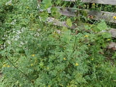 Bidens bipinnata