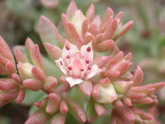 Sedum cockerellii