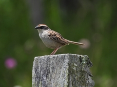 Oriturus superciliosus