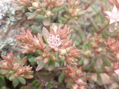 Sedum cockerellii