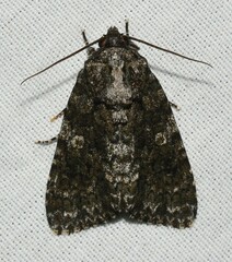 Acronicta afflicta