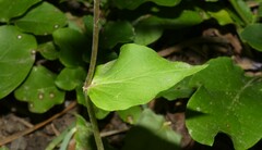 Penstemon whippleanus