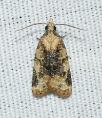 Platynota exasperatana