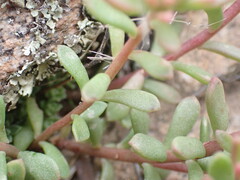 Sedum cockerellii