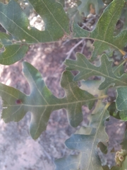 Quercus gambelii