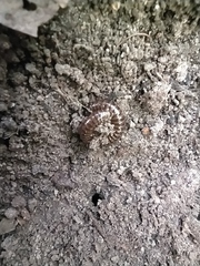 Cylindroiulus caeruleocinctus