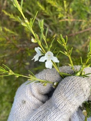 Prostanthera nivea