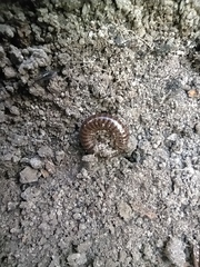 Cylindroiulus caeruleocinctus