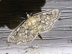 Herpetogramma pertextalis