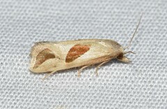 Eugnosta bimaculana
